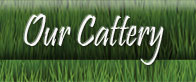 Our Cattery